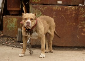 Pit Bull Attacks Reporter Walking Her Dog