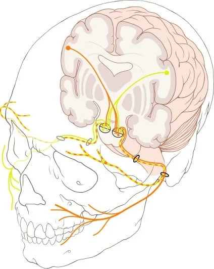 Cranial Nerve Brain Injury Attorney