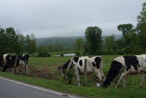 Hit a Cow in the Highway