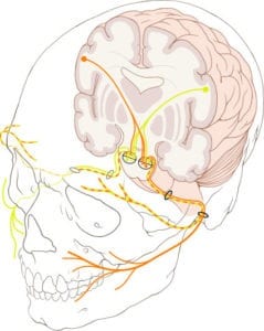 Cranial Nerve Brain Injury Attorney