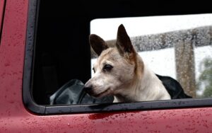 Dogs & Car Safety