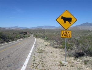 Car vs Cow Accidents in Texas