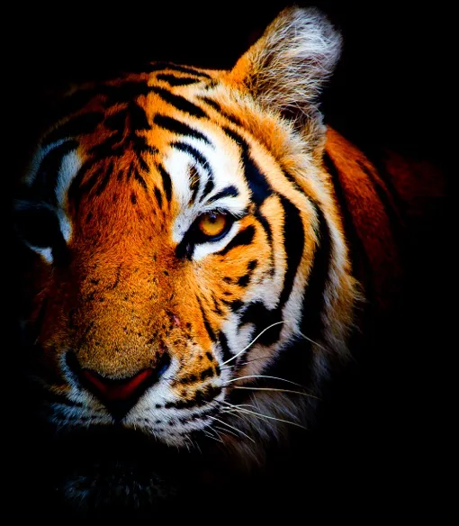 A Tiger peering out from the darkness